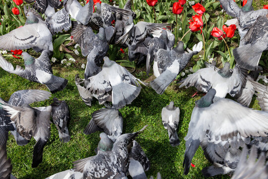 A crowd of pigeons