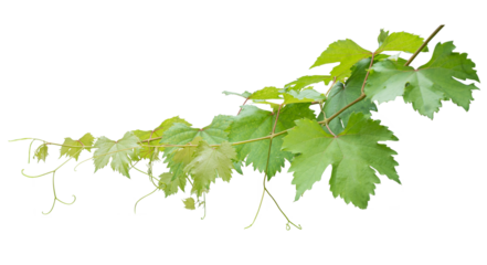 Grape branch on transparent background.Grapevine.