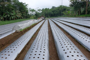 Efforts to Optimize Agricultural Land Through Packcoy Cultivation