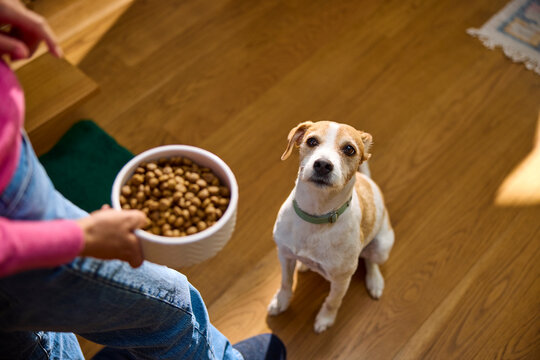 Giving the dog food