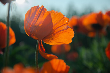 red poppy flower