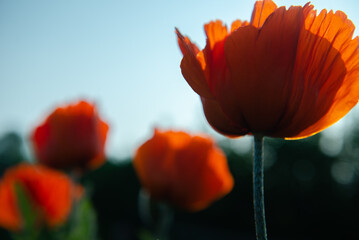 red poppy flower