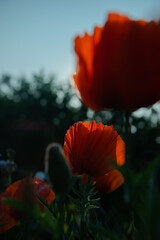 red poppy flower