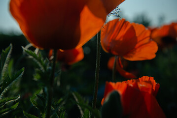 red poppy flower