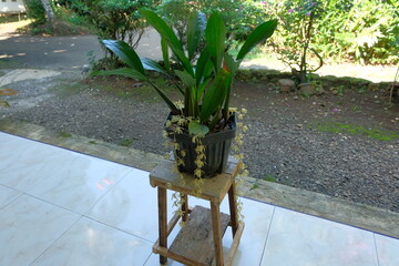 Coelogyne rochussenii is a captivating species of orchid renowned for its delicate beauty and...