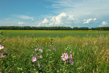 meadow with flowers