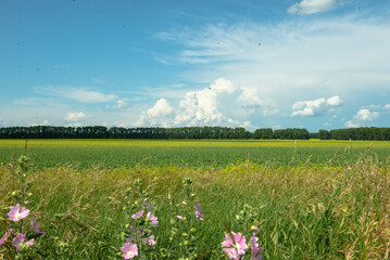 meadow with flowers