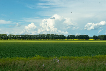 green field and blue sky