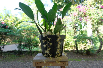 Coelogyne rochussenii is a captivating species of orchid renowned for its delicate beauty and...