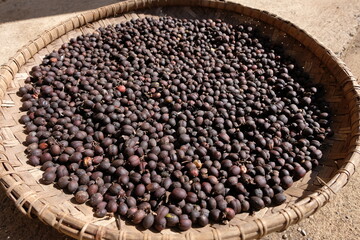 The best quality coffee has just been picked and placed in tampah	