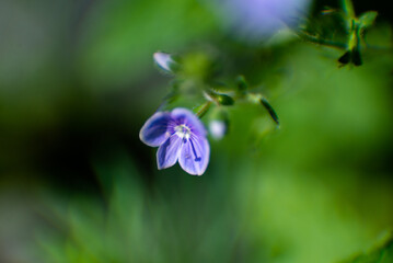 blue flower in the garden