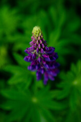 close up of a purple flower
