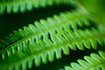fern leaf close up