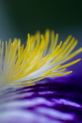 yellow flower macro