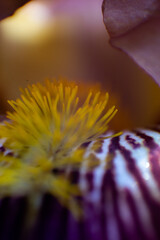 macro of a flower