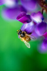 bee on a flower