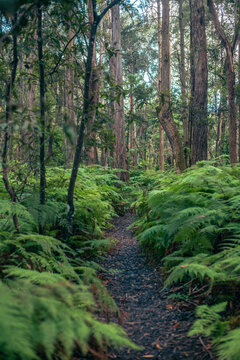 empty path through bracken