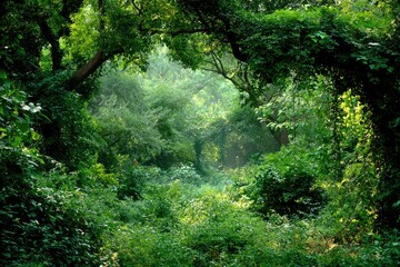 Dense green forest canopy, sunlight filtering through
