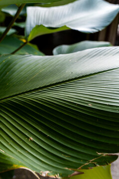 Natural ribbed texture of large tropical jungle leaves