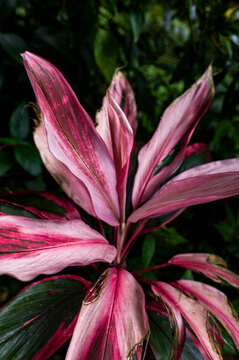 Pink tropical plant with variegated leaves in rainforest