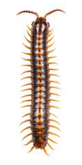 Obraz premium Centipede Isolated on Transparent Background PNG 