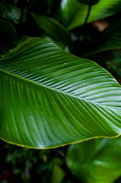 Linear forms and surface of large tropical jungle leaves