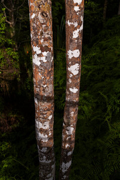  Bark texture and rainforest surface patterns