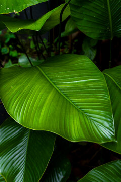 Green tropical leaf with linear pattern