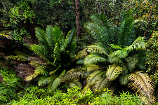Palm layers in humid rainforest undergrowth