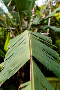 Symmetry in banana leaf detail