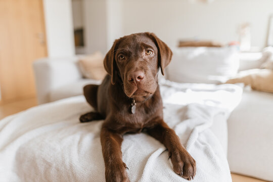 Happy puppy dog on the couch looking at the camera