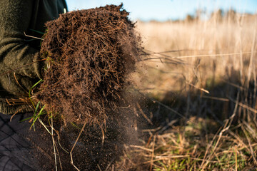 woman in agriculture looking at a soil sample. girl on a farm looking at plant roots