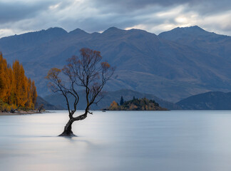 Lone autumn tree in a lake.