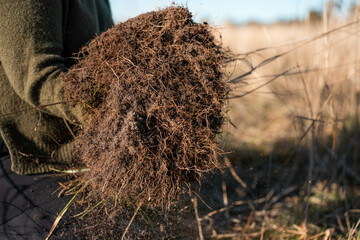 woman in agriculture looking at a soil sample. girl on a farm looking at plant roots