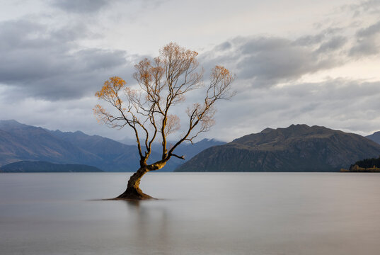 Sunlit tree in a lake.