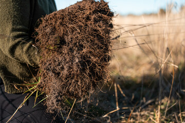 woman in agriculture looking at a soil sample. girl on a farm looking at plant roots