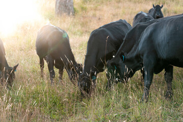 Herd of fat Cows in long grass in a field with pasture in summer