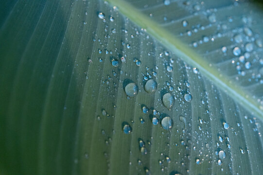 Whispers of Rain &ndash; Water Droplets on a Tropical Leaf