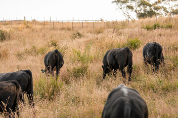 Herd of fat Cows in long grass in a field with pasture in summer
