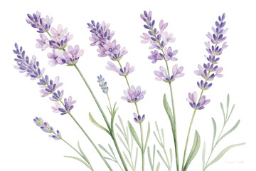 Naklejka premium Watercolor painting of lavender flowers with green stems and leaves isolated on transparent background