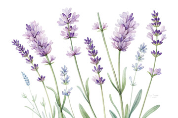 Obraz premium Watercolor painting of lavender flowers with green leaves isolated on transparent background