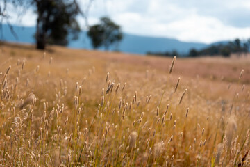 long native grasses on a regenerative agricultural farm. pasture in a grassland in the bush in...