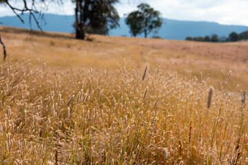 long native grasses on a regenerative agricultural farm. pasture in a grassland in the bush in...