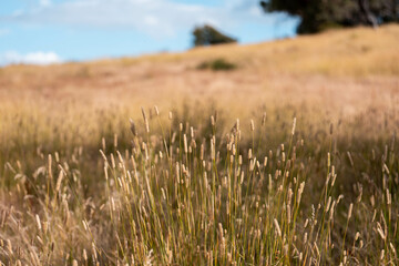 long native grasses on a regenerative agricultural farm. pasture in a grassland in the bush in australia in spring in australia