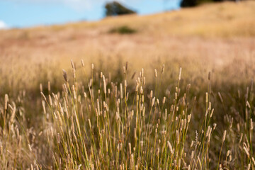 long native grasses on a regenerative agricultural farm. pasture in a grassland in the bush in australia in spring in australia