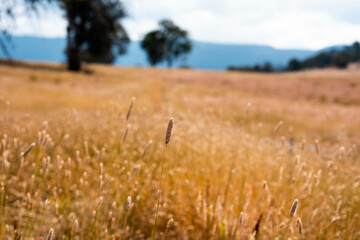long native grasses on a regenerative agricultural farm. pasture in a grassland in the bush in...