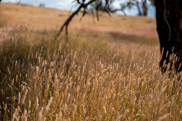 long native grasses on a regenerative agricultural farm. pasture in a grassland in the bush in...