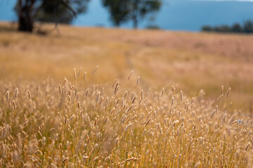 long native grasses on a regenerative agricultural farm. pasture in a grassland in the bush in...