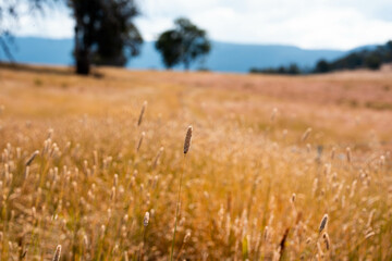 long native grasses on a regenerative agricultural farm. pasture in a grassland in the bush in...