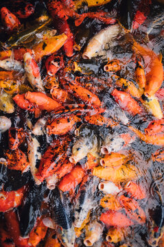 Kaleidoscope of Koi &ndash; Vibrant Japanese Carp in Motion